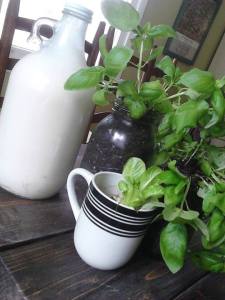 basil and milk