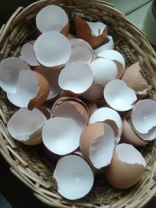 eggshells