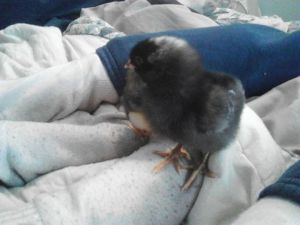 fluffy chicks